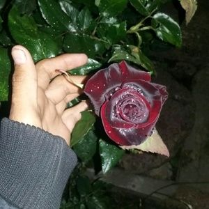 Meet your Posher, Maritza